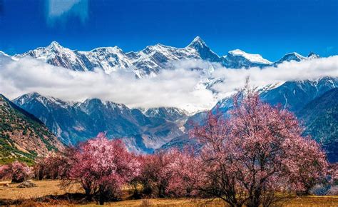 Nyingchi Peach Blossom Ravine: A Symphony of Pink and an Adventure for the Senses!